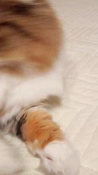 今松澄江ブリーダーからお迎えしたスコティッシュフォールド：ココちゃん