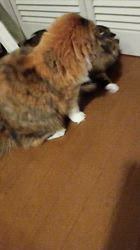 阿部伸二ブリーダーからお迎えしたノルウェージャンフォレストキャット：アプちゃん