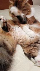 今松澄江ブリーダーからお迎えしたスコティッシュフォールド：ココちゃん