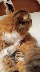 今松澄江ブリーダーからお迎えしたスコティッシュフォールド：ココちゃん