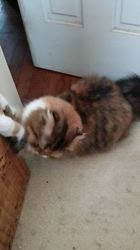 今松澄江ブリーダーからお迎えしたスコティッシュフォールド：ココちゃん