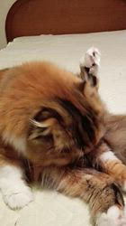 今松澄江ブリーダーからお迎えしたスコティッシュフォールド：ココちゃん