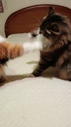 今松澄江ブリーダーからお迎えしたスコティッシュフォールド：ココちゃん