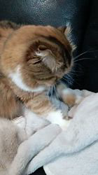 今松澄江ブリーダーからお迎えしたスコティッシュフォールド：ココちゃん