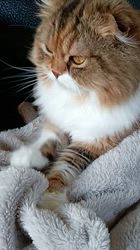 今松澄江ブリーダーからお迎えしたスコティッシュフォールド：ココちゃん