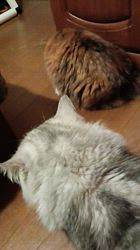 今松澄江ブリーダーからお迎えしたスコティッシュフォールド：ココちゃん