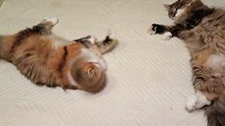 今松澄江ブリーダーからお迎えしたスコティッシュフォールド：ココちゃん