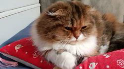 今松澄江ブリーダーからお迎えしたスコティッシュフォールド：ココちゃん