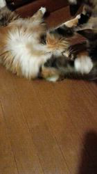 今松澄江ブリーダーからお迎えしたスコティッシュフォールド：ココちゃん