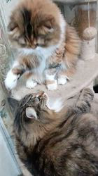 今松澄江ブリーダーからお迎えしたスコティッシュフォールド：ココちゃん