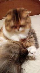 今松澄江ブリーダーからお迎えしたスコティッシュフォールド：ココちゃん