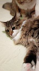 今松澄江ブリーダーからお迎えしたスコティッシュフォールド：ココちゃん