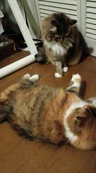 今松澄江ブリーダーからお迎えしたスコティッシュフォールド：ココちゃん