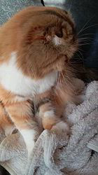 今松澄江ブリーダーからお迎えしたスコティッシュフォールド：ココちゃん