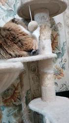 今松澄江ブリーダーからお迎えしたスコティッシュフォールド：ココちゃん