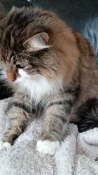阿部伸二ブリーダーからお迎えしたノルウェージャンフォレストキャット：アプちゃん