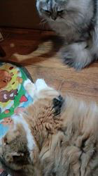 今松澄江ブリーダーからお迎えしたスコティッシュフォールド：ココちゃん