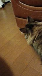 今松澄江ブリーダーからお迎えしたスコティッシュフォールド：ココちゃん