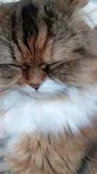 今松澄江ブリーダーからお迎えしたスコティッシュフォールド：ココちゃん