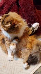 今松澄江ブリーダーからお迎えしたスコティッシュフォールド：ココちゃん