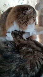 今松澄江ブリーダーからお迎えしたスコティッシュフォールド：ココちゃん