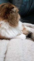 今松澄江ブリーダーからお迎えしたスコティッシュフォールド：ココちゃん