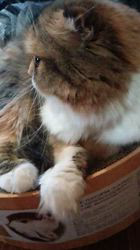 今松澄江ブリーダーからお迎えしたスコティッシュフォールド：ココちゃん