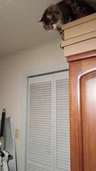 阿部伸二ブリーダーからお迎えしたノルウェージャンフォレストキャット：アプちゃん