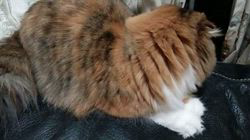 今松澄江ブリーダーからお迎えしたスコティッシュフォールド：ココちゃん