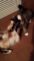 今松澄江ブリーダーからお迎えしたスコティッシュフォールド：ココちゃん