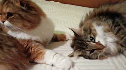 今松澄江ブリーダーからお迎えしたスコティッシュフォールド：ココちゃん