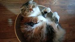 今松澄江ブリーダーからお迎えしたスコティッシュフォールド：ココちゃん