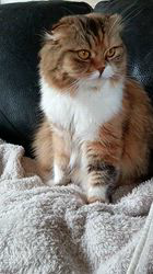 今松澄江ブリーダーからお迎えしたスコティッシュフォールド：ココちゃん