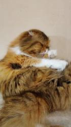 今松澄江ブリーダーからお迎えしたスコティッシュフォールド：ココちゃん