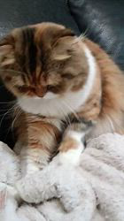 今松澄江ブリーダーからお迎えしたスコティッシュフォールド：ココちゃん