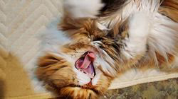 今松澄江ブリーダーからお迎えしたスコティッシュフォールド：ココちゃん