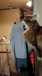 阿部伸二ブリーダーからお迎えしたノルウェージャンフォレストキャット：アプちゃん