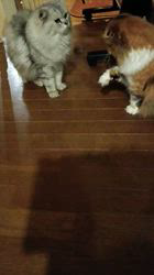 今松澄江ブリーダーからお迎えしたスコティッシュフォールド：ココちゃん