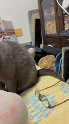 村井令枝ブリーダーからお迎えしたブリティッシュショートヘア：アリエットちゃん