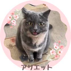 村井令枝ブリーダーからお迎えしたブリティッシュショートヘア：アリエットちゃん