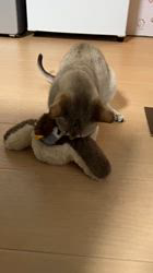 富田千絵ブリーダーからお迎えしたシンガプーラ：健太くん