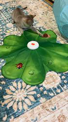 富田千絵ブリーダーからお迎えしたシンガプーラ：健太くん