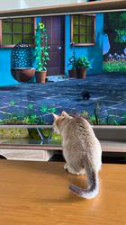 富田千絵ブリーダーからお迎えしたシンガプーラ：健太くん