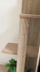 富田千絵ブリーダーからお迎えしたシンガプーラ：健太くん