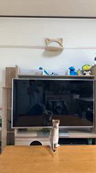 富田千絵ブリーダーからお迎えしたシンガプーラ：健太くん