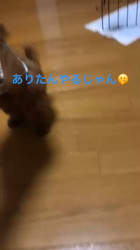 内藤福代ブリーダーからお迎えしたトイプードル：アリスちゃん