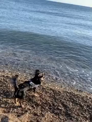 小林千良里ブリーダーからお迎えしたチワワ(ロング)：アルくん