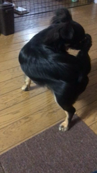 小林千良里ブリーダーからお迎えしたチワワ(ロング)：アルくん