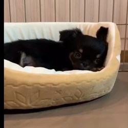 小林千良里ブリーダーからお迎えしたチワワ(ロング)：アルくん