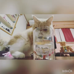 小川旭泉ブリーダーからお迎えしたエキゾチックショートヘア：あるくん